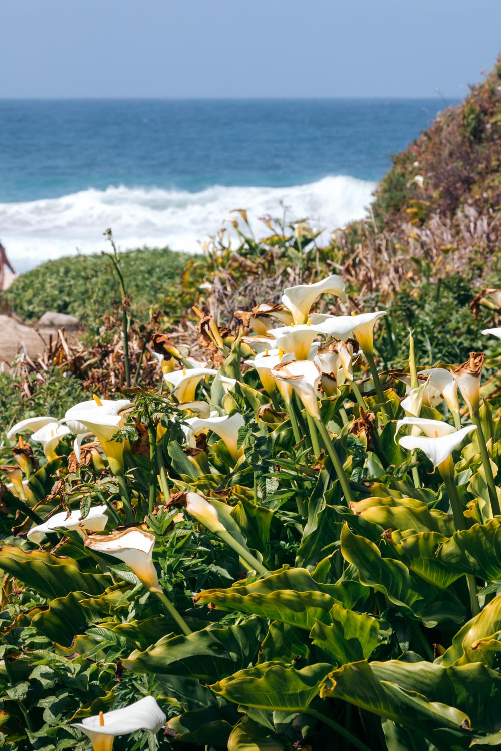 Calla Lily Valley in Big Sur - Roads and Destinations