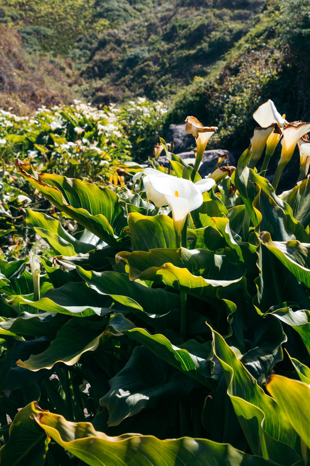 Wild calla lilies in Big Sur - Roads and Destinations