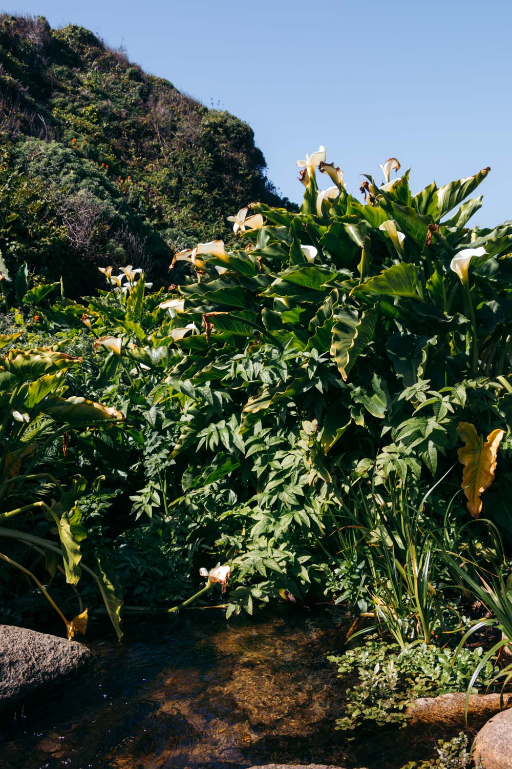 Wild calla lilies in Big Sur - Roads and Destinations