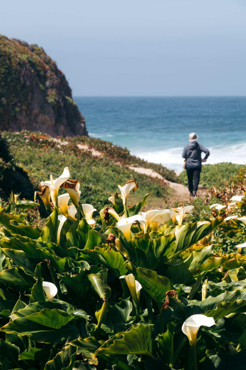 Calla Lily Valley in Big Sur - Roads and Destinations