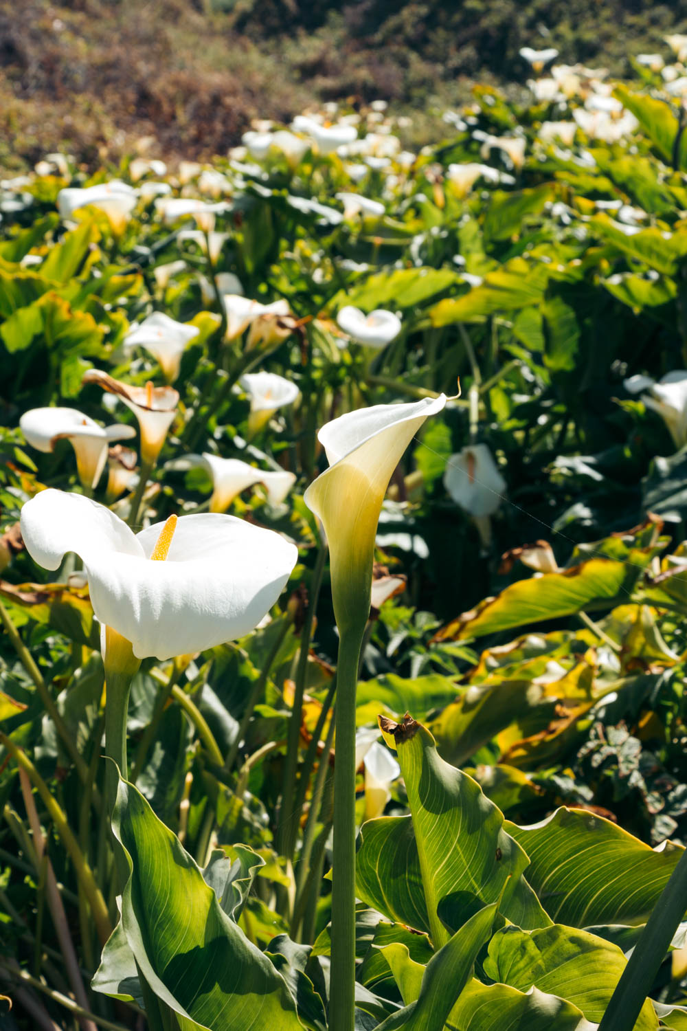 Calla Lily Valley in Big Sur Roads and Destinations