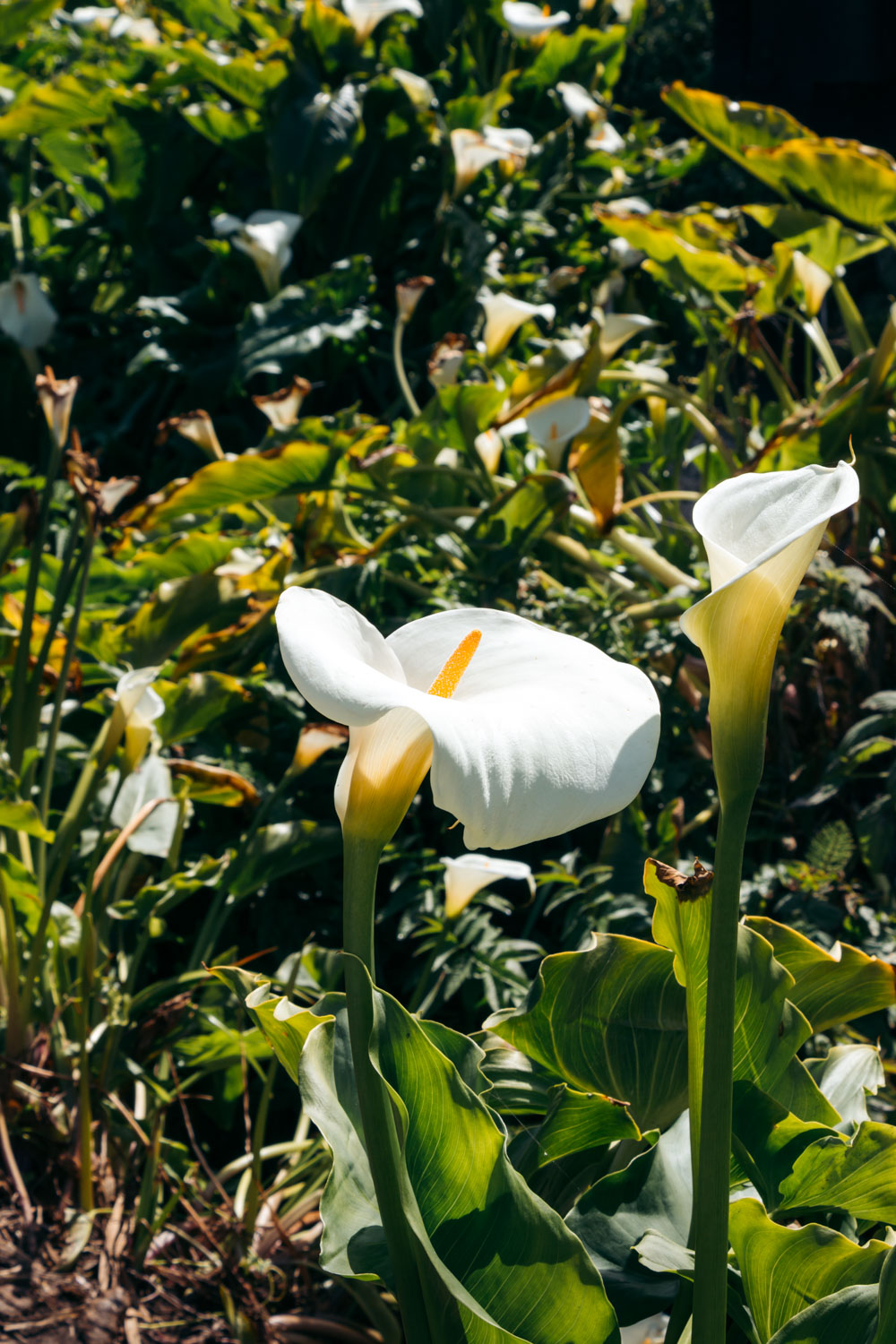 Wild calla lilies in Big Sur - Roads and Destinations