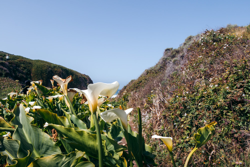 Calla Lily Valley in Big Sur - Roads and Destinations