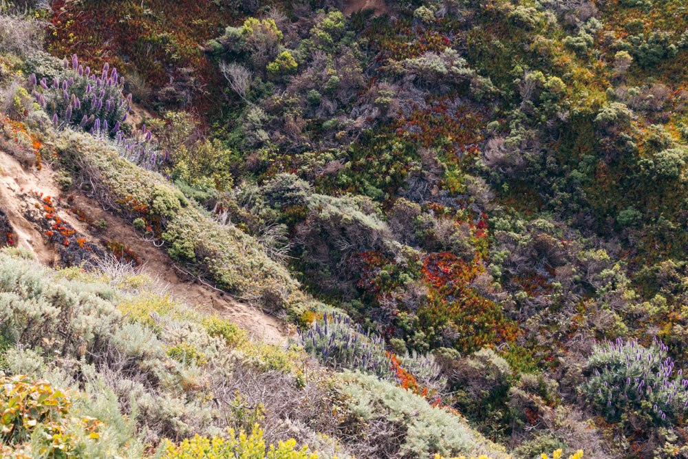 Wildflowers in California - Roads and Destinations