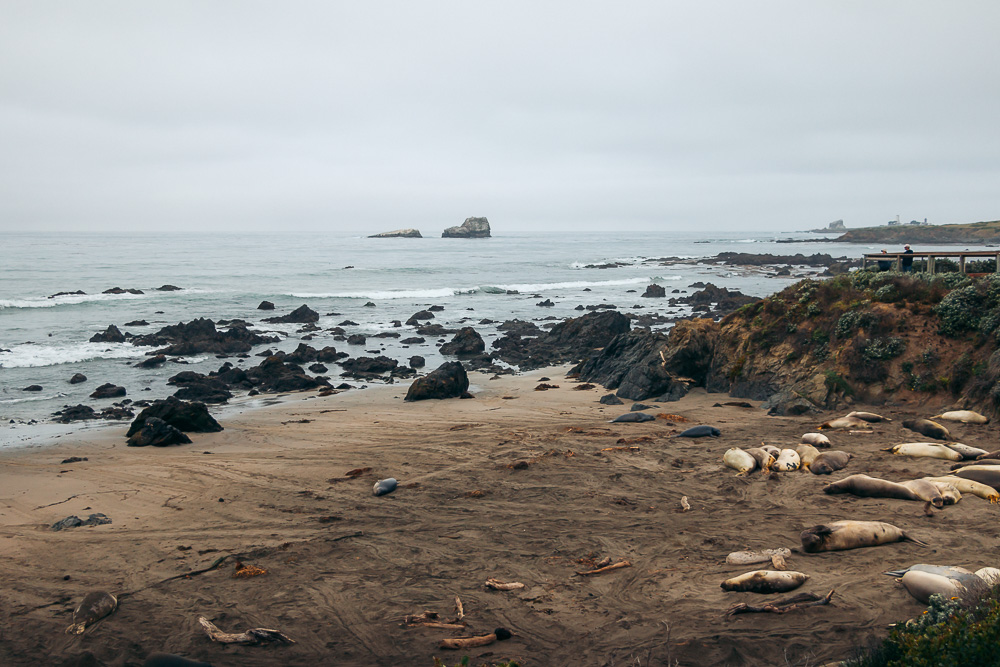 Watching elephant seals at the Piedras Blancas Elephant Seals Rookery in San Simeon - Roads and Destinations