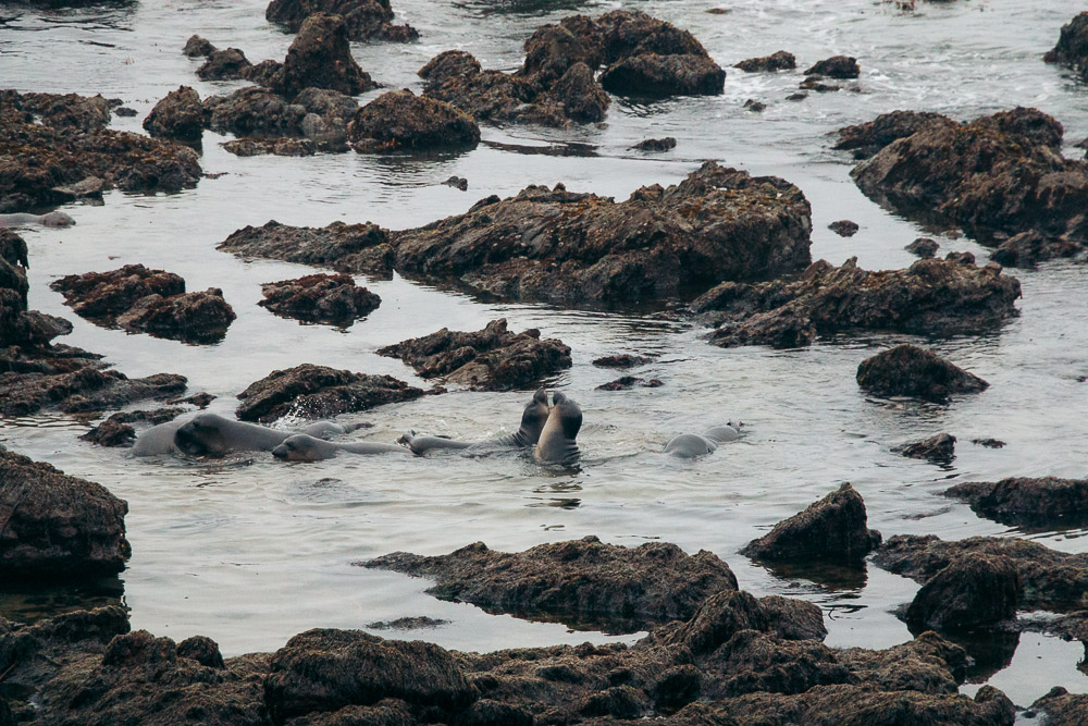 Watching elephant seals at the Piedras Blancas Elephant Seals Rookery in San Simeon - Roads and Destinations