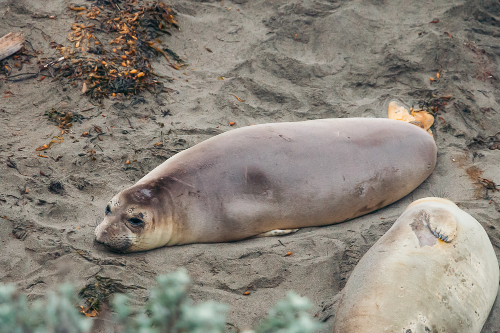 Watching elephant seals at the Piedras Blancas Elephant Seals Rookery in San Simeon - Roads and Destinations