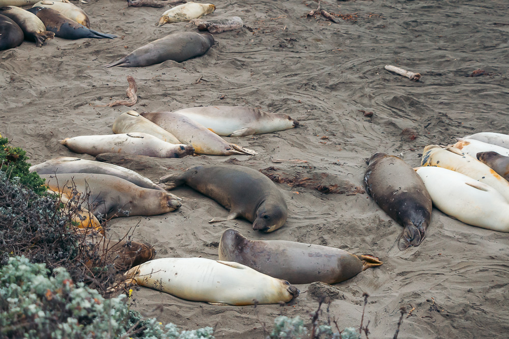 Watching elephant seals at the Piedras Blancas Elephant Seals Rookery in San Simeon - Roads and Destinations