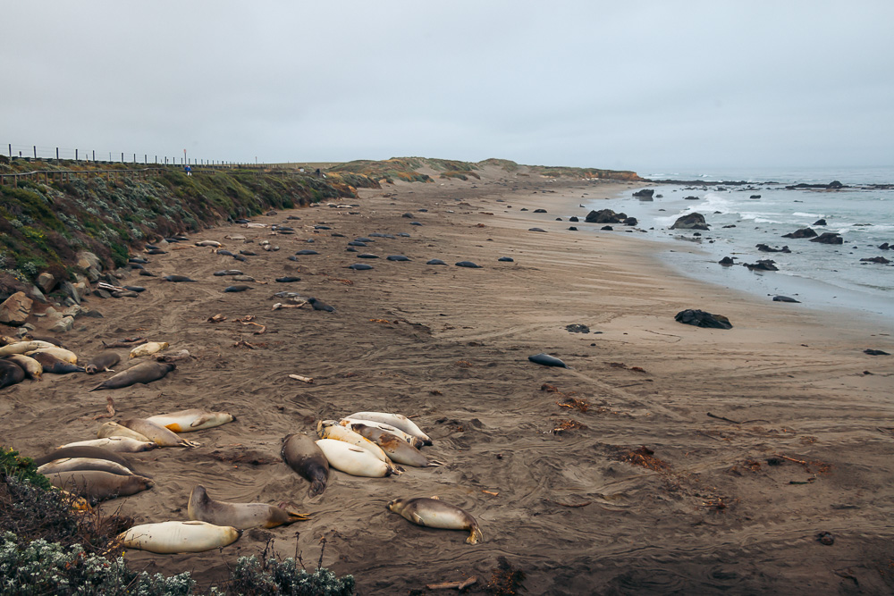 Watching elephant seals at the Piedras Blancas Elephant Seals Rookery in San Simeon - Roads and Destinations