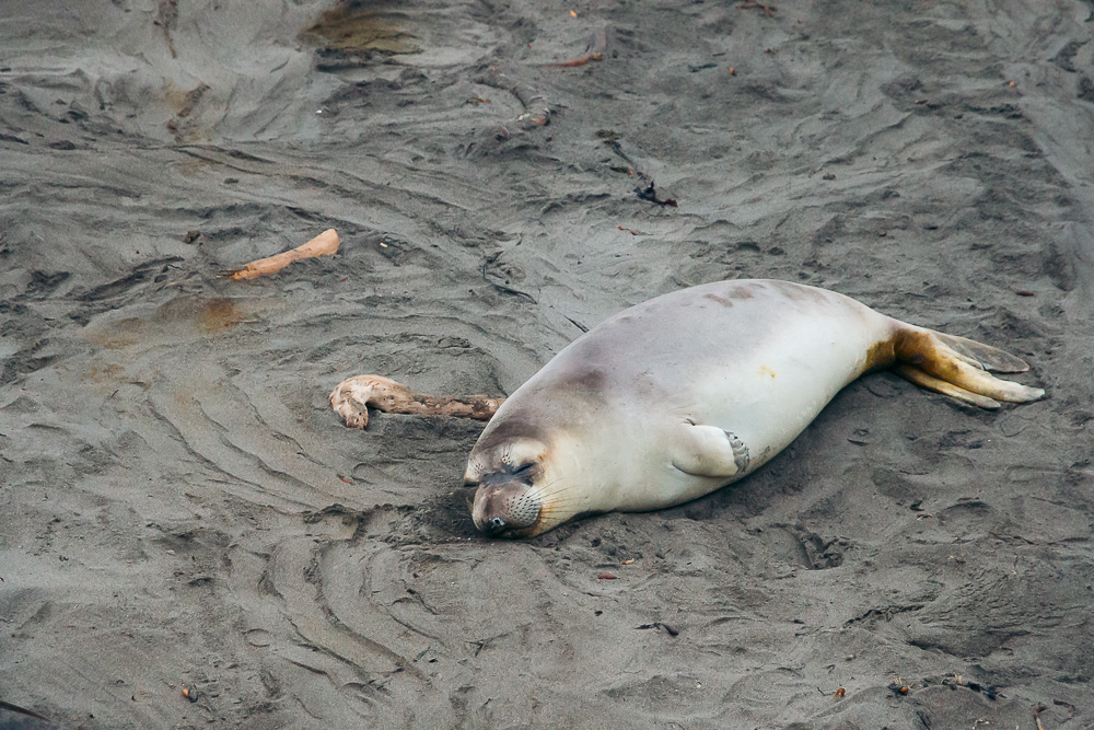 Watching elephant seals at the Piedras Blancas Elephant Seals Rookery in San Simeon - Roads and Destinations