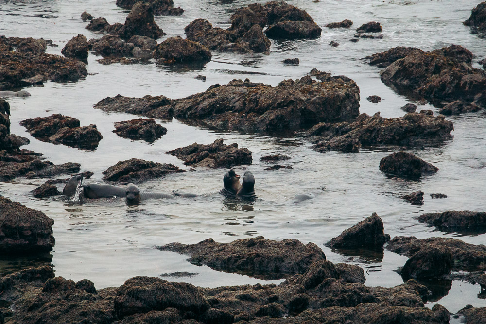 Watching elephant seals at the Piedras Blancas Elephant Seals Rookery in San Simeon - Roads and Destinations