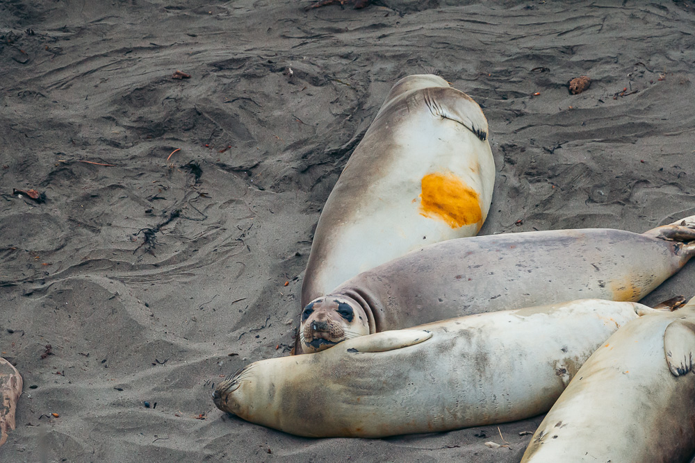 San Simeon - Roads and Destinations