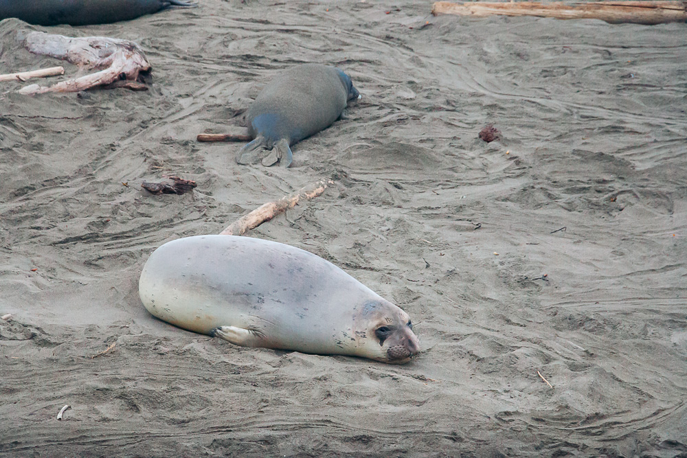 Watching elephant seals at the Piedras Blancas Elephant Seals Rookery in San Simeon - Roads and Destinations