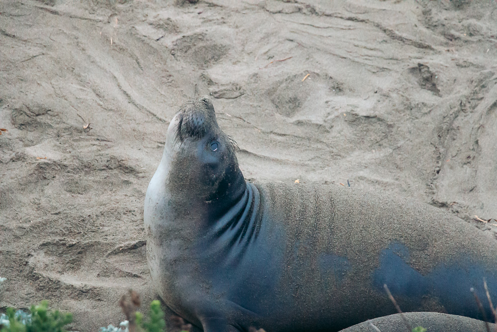 Watching elephant seals at the Piedras Blancas Elephant Seals Rookery in San Simeon - Roads and Destinations