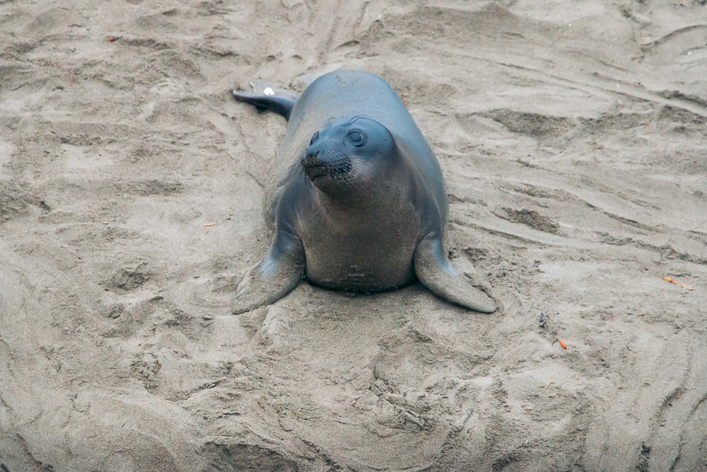 Watching elephant seals at the Piedras Blancas Elephant Seals Rookery in San Simeon - Roads and Destinations