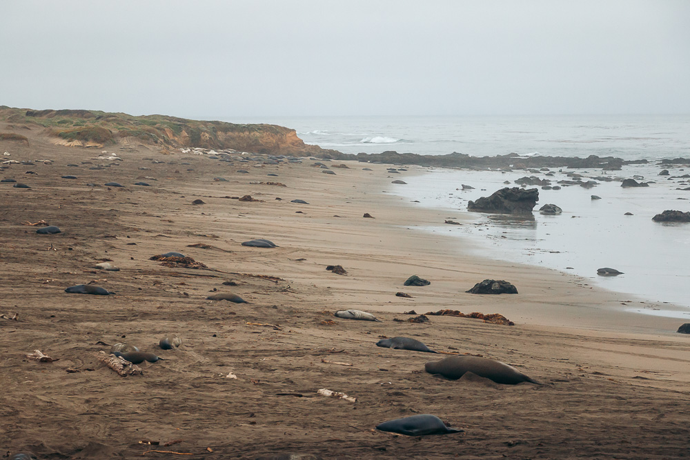 Watching elephant seals at the Piedras Blancas Elephant Seals Rookery in San Simeon - Roads and Destinations