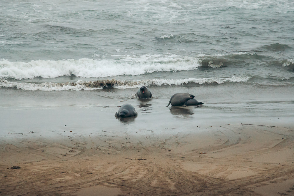 Watching elephant seals at the Piedras Blancas Elephant Seals Rookery in San Simeon - Roads and Destinations