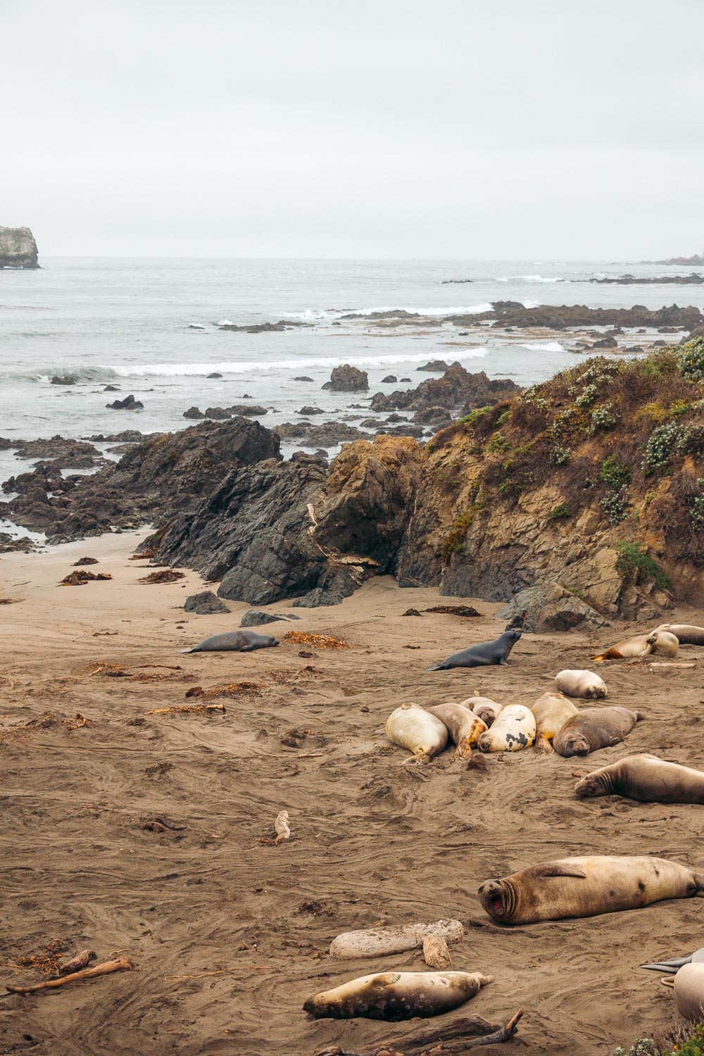 Watching elephant seals at the Piedras Blancas Elephant Seals Rookery in San Simeon - Roads and Destinations