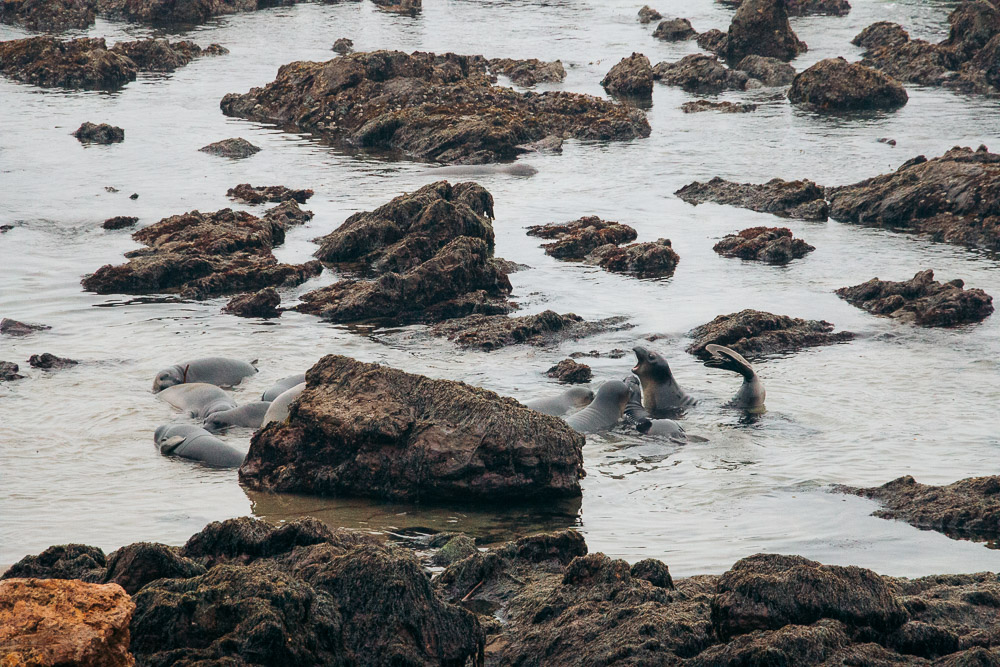 Watching elephant seals at the Piedras Blancas Elephant Seals Rookery in San Simeon - Roads and Destinations