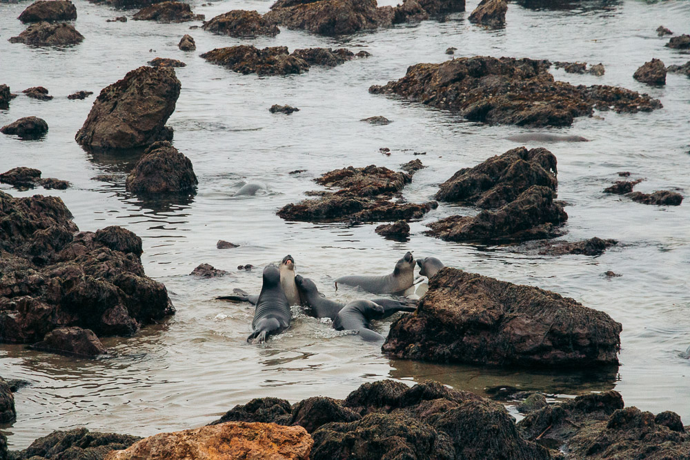 Watching elephant seals at the Piedras Blancas Elephant Seals Rookery in San Simeon - Roads and Destinations