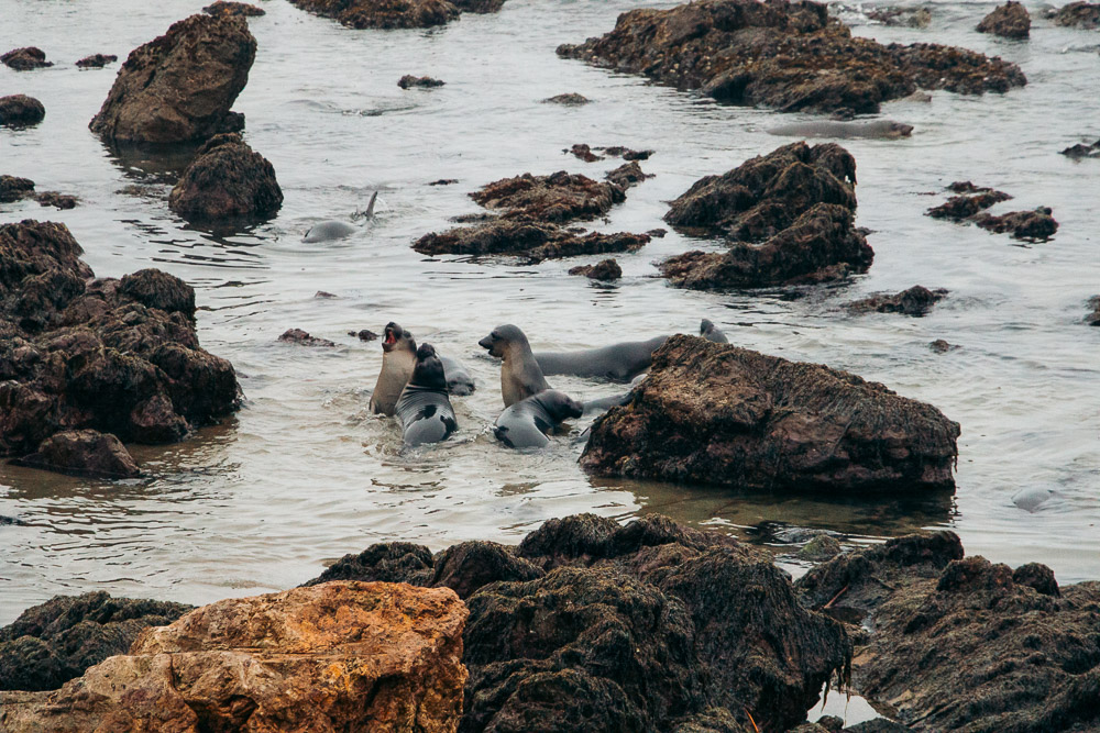 Watching elephant seals at the Piedras Blancas Elephant Seals Rookery in San Simeon - Roads and Destinations