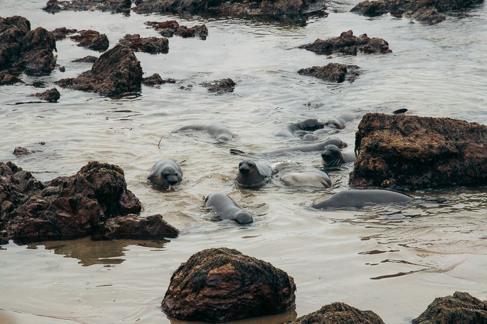 Watching elephant seals at the Piedras Blancas Elephant Seals Rookery in San Simeon - Roads and Destinations