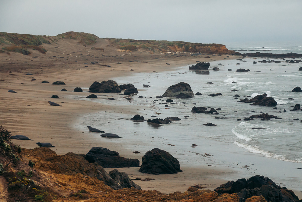 Watching elephant seals at the Piedras Blancas Elephant Seals Rookery in San Simeon - Roads and Destinations