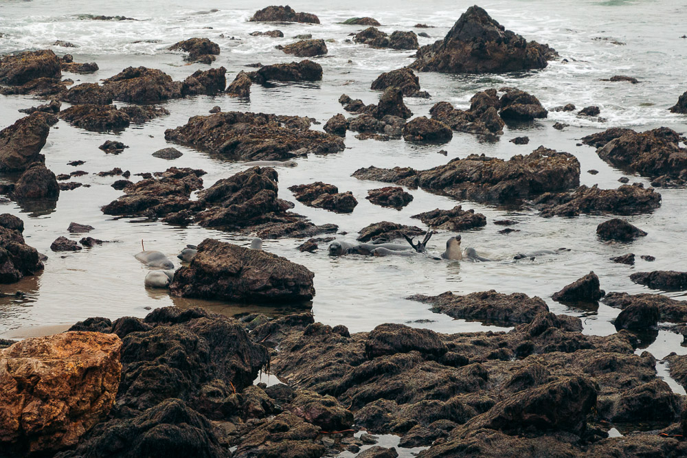 Watching elephant seals at the Piedras Blancas Elephant Seals Rookery in San Simeon - Roads and Destinations