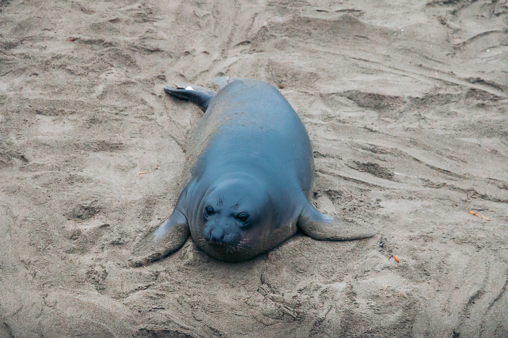 Watching elephant seals at the Piedras Blancas Elephant Seals Rookery in San Simeon - Roads and Destinations