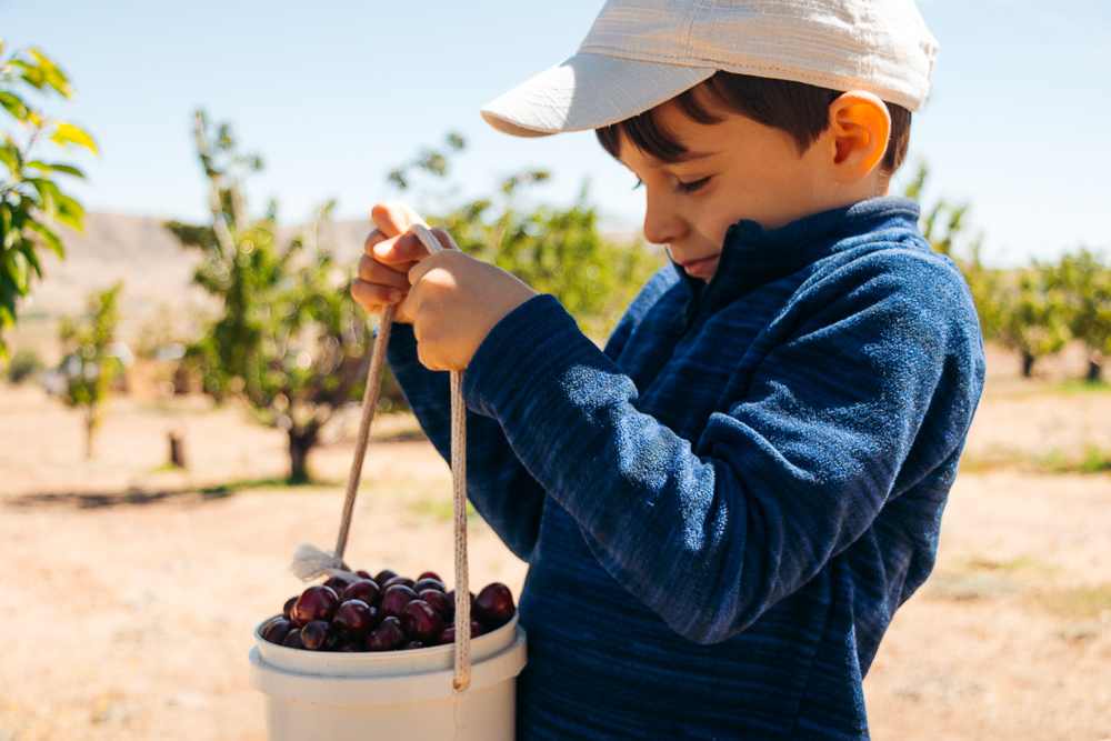 Picking cherries at Cherry Hill Farm -- - Roads and Destinations