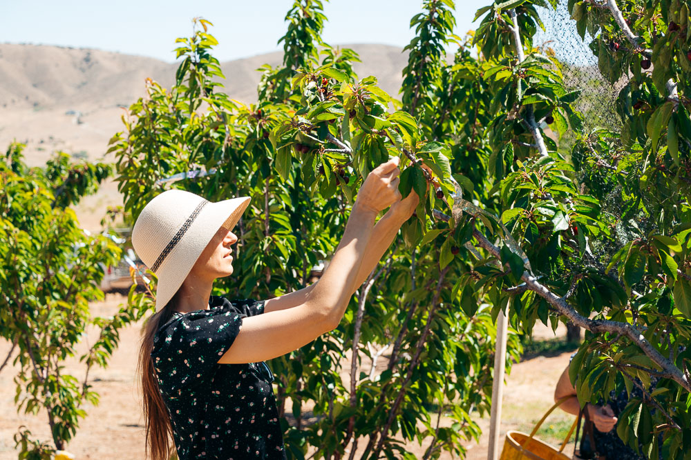 Picking cherries at Cherry Hill Farm -- - Roads and Destinations