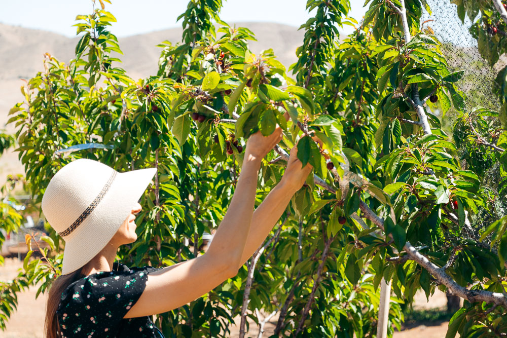 Picking cherries at Cherry Hill Farm -- - Roads and Destinations