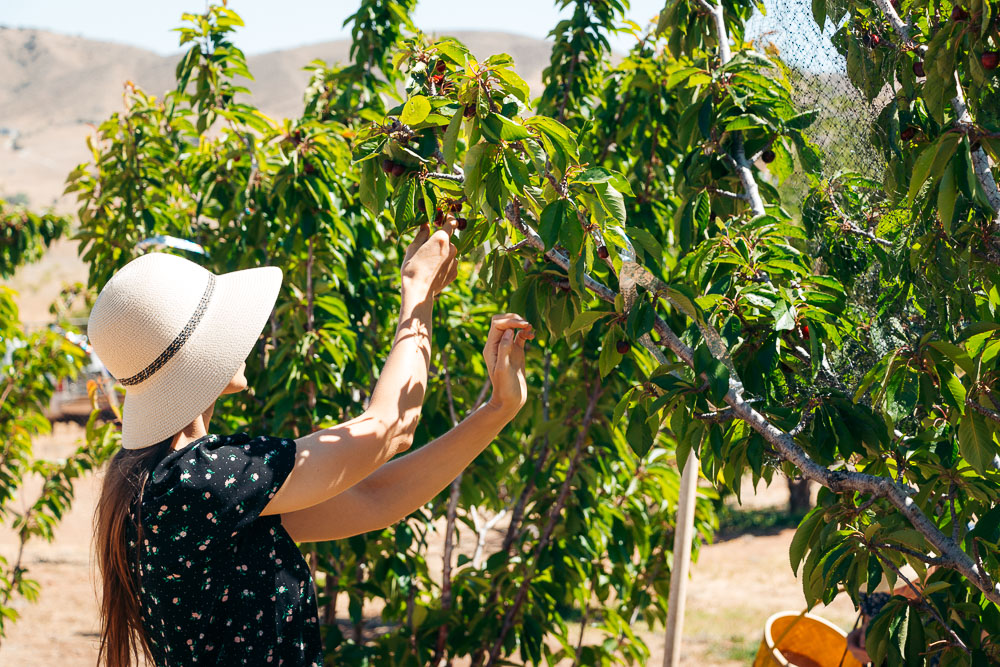 Picking cherries at Cherry Hill Farm -- - Roads and Destinations