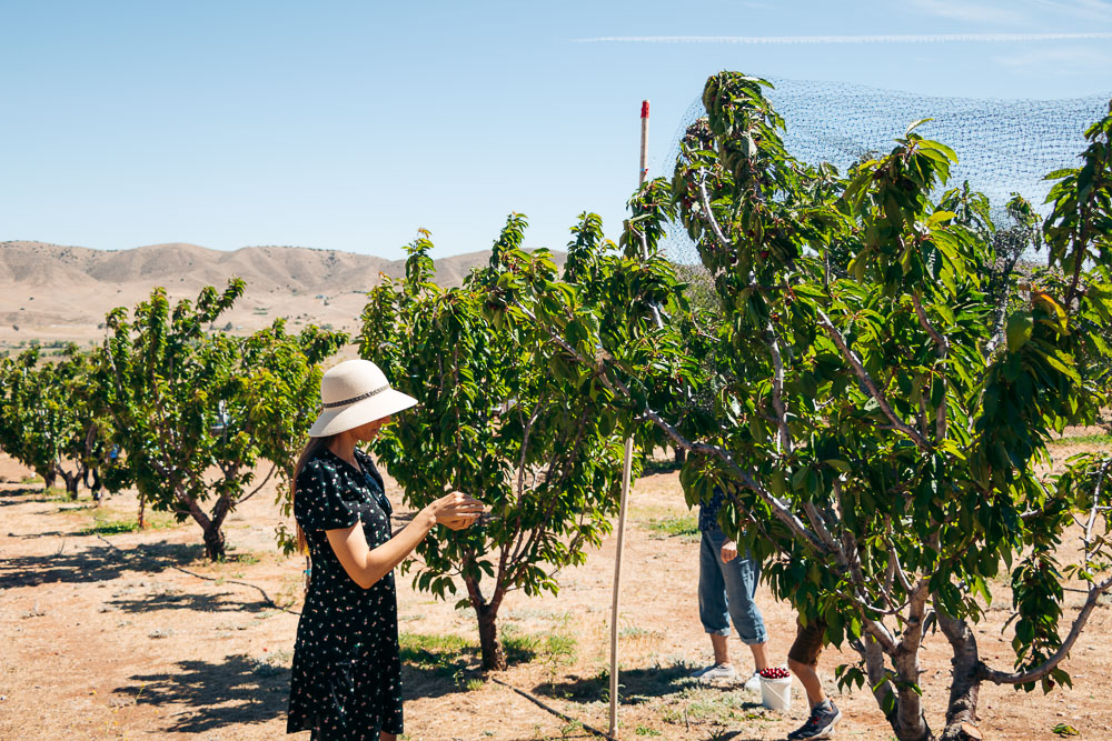 Picking cherries at Cherry Hill Farm -- - Roads and Destinations