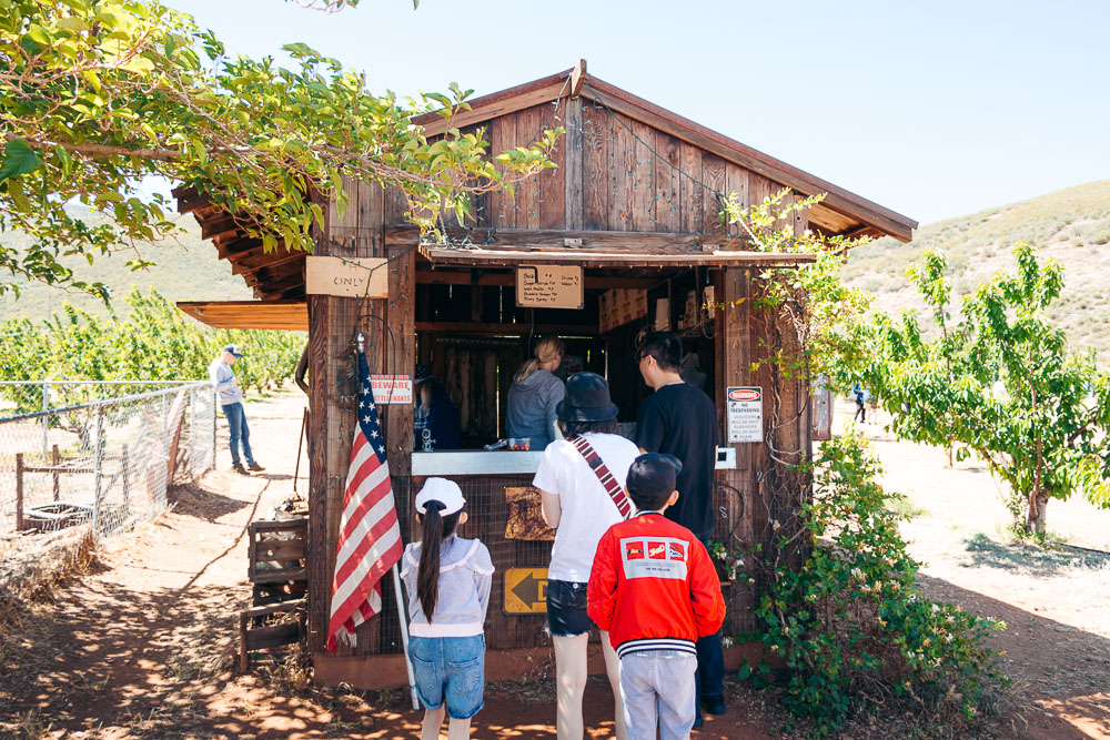 Picking cherries at Cherry Hill Farm -- - Roads and Destinations