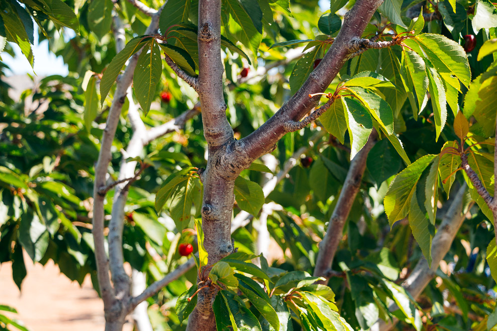 Picking cherries at Cherry Hill Farm -- - Roads and Destinations