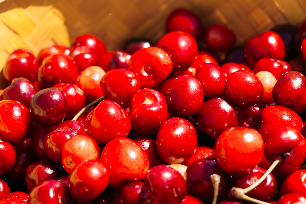 Picking cherries at Cherry Hill Farm -- - Roads and Destinations