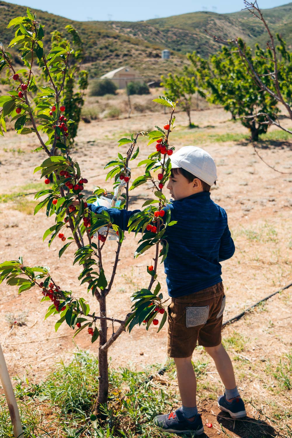 Cherry picking -- - Roads and Destinations