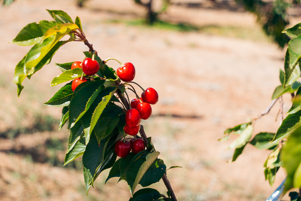 Picking cherries at Cherry Hill Farm -- - Roads and Destinations