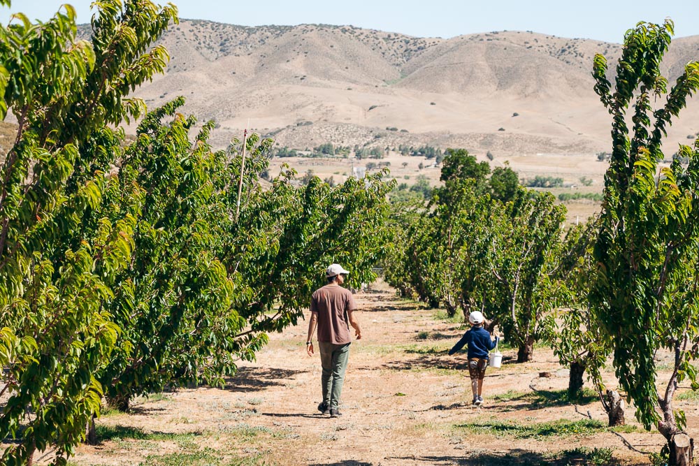 Picking cherries at Cherry Hill Farm -- - Roads and Destinations