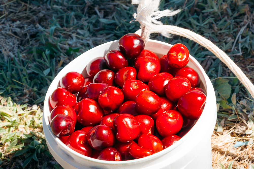 Picking cherries at Cherry Hill Farm -- - Roads and Destinations