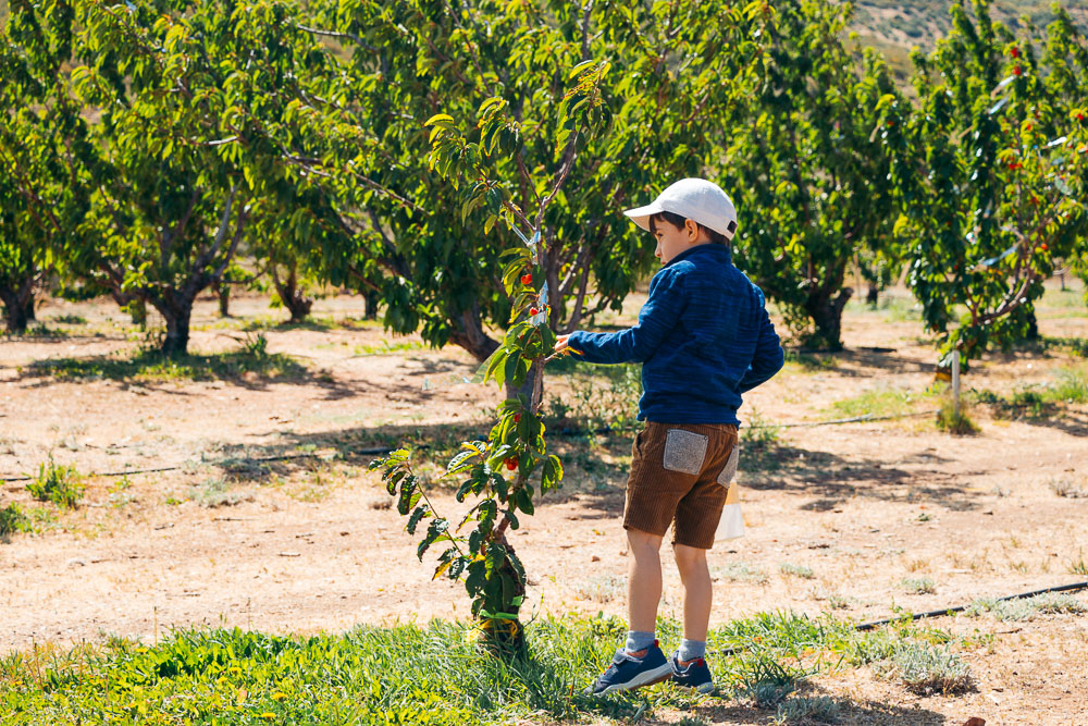 Picking cherries at Cherry Hill Farm -- - Roads and Destinations