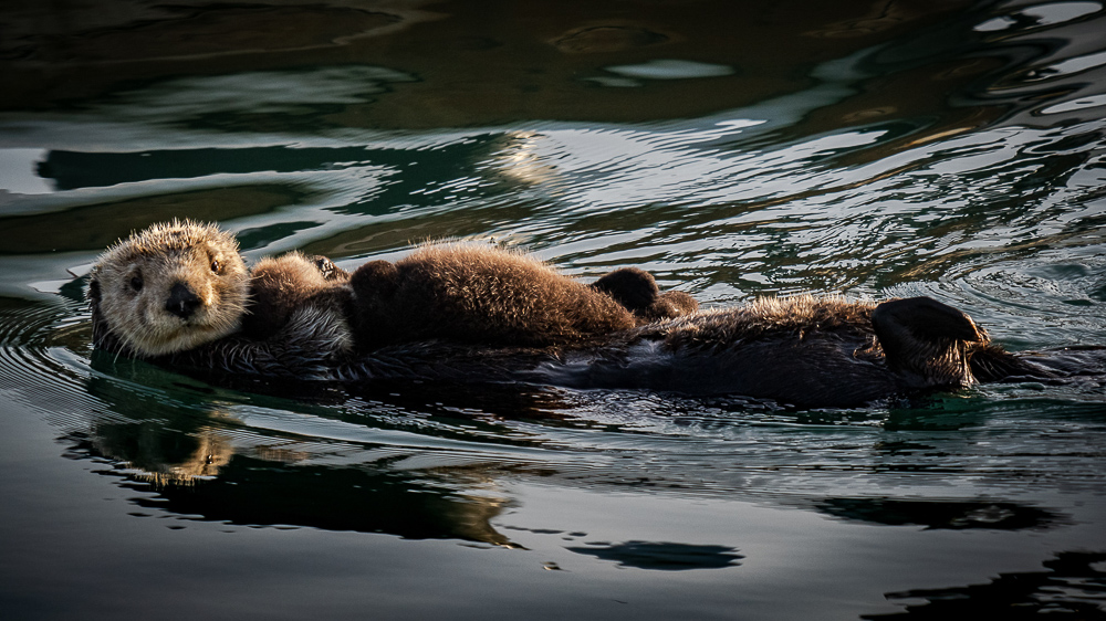 Places to see marine wildlife in California - Roads and Destinations