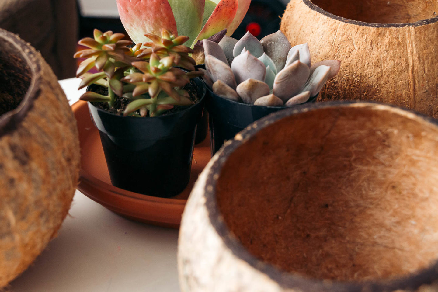 Coconut shell pots and macrame plant hangers - Roads and Destinations.