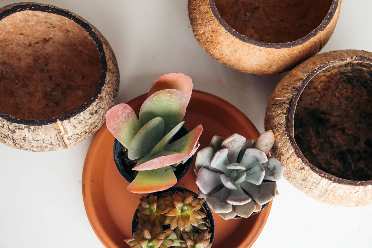 Coconut shell pots and macrame plant hangers - Roads and Destinations.