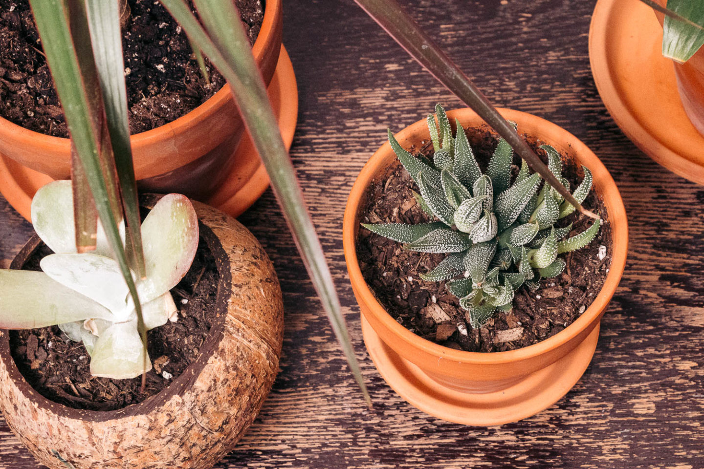 Coconut   shell pots and macrame plant hangers - Roads and Destinations.