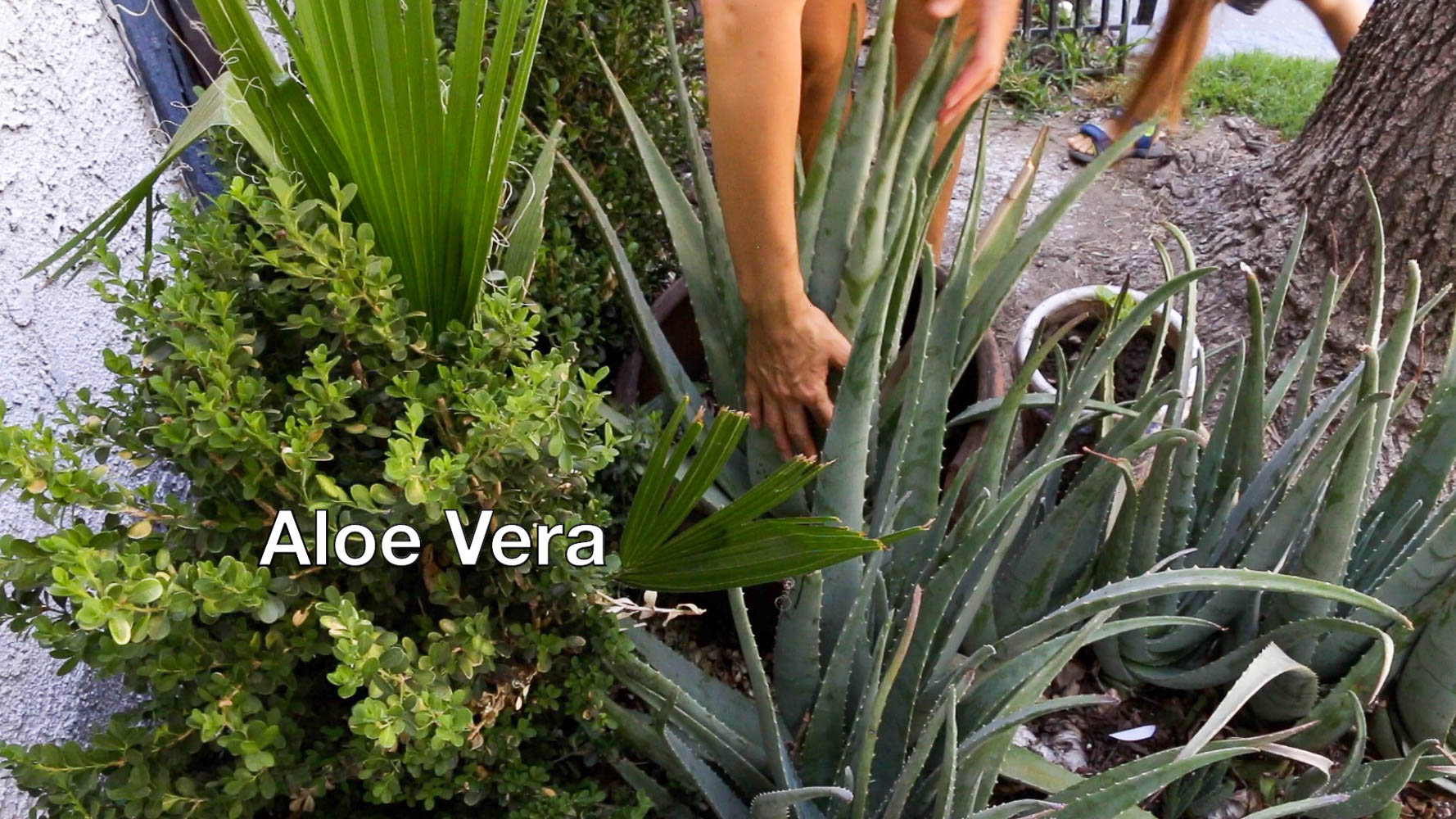 Aloe vera - Roads and Destinations