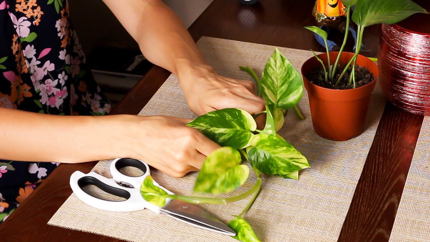 International plants propagation - Roads and Destinations