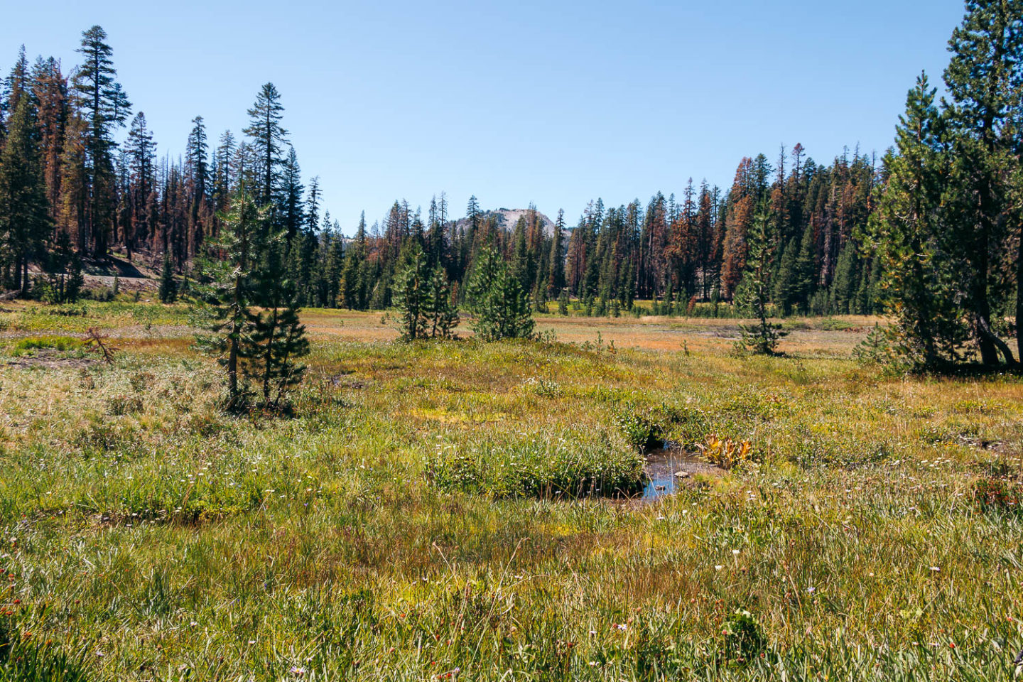 Hike   Kings Creek Falls Trail - Roads and Destinations.