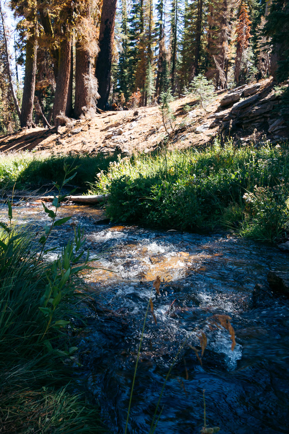 Hike   Kings Creek Falls Trail - Roads and Destinations.